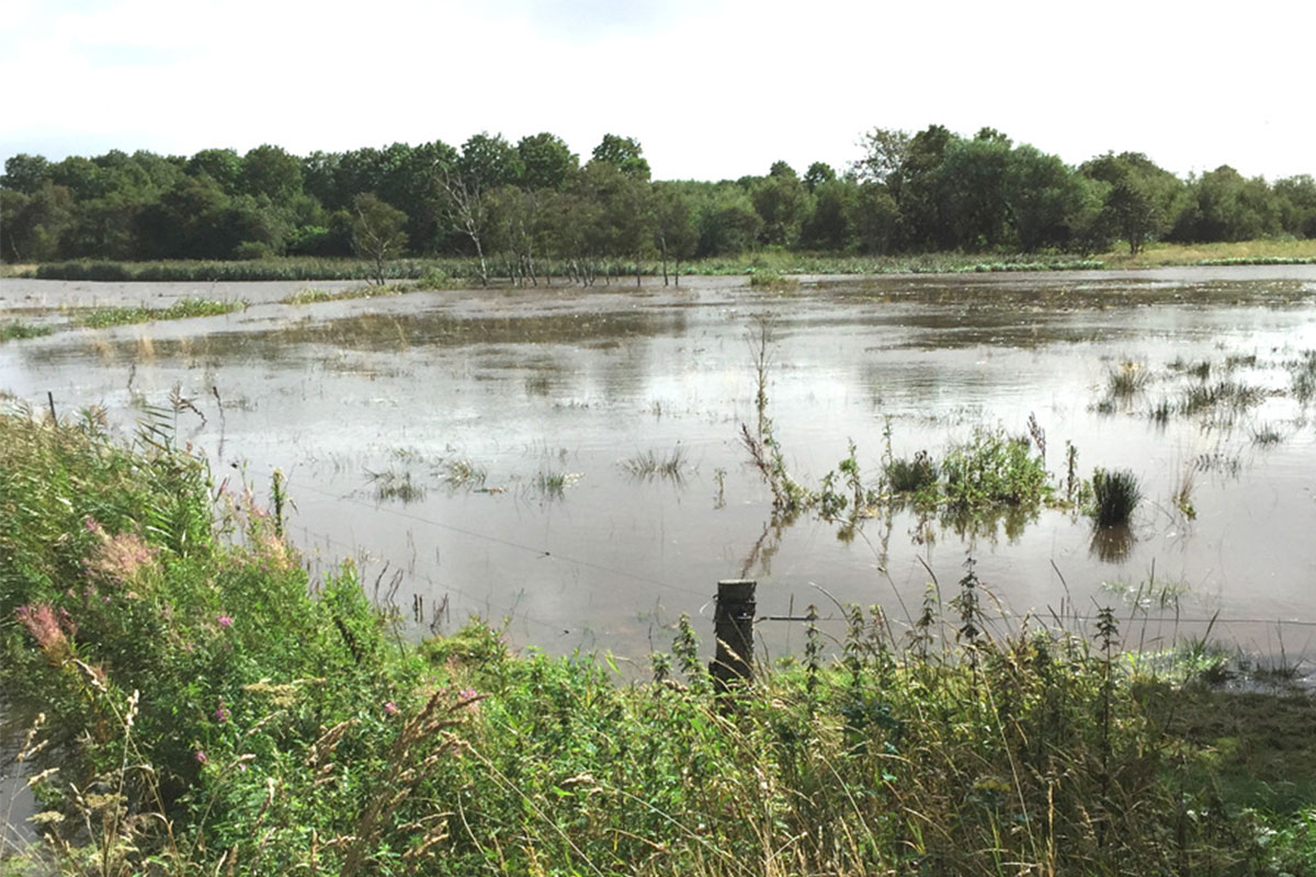 Her ses de nærliggende naturarealer efter et kraftigt skybrud.