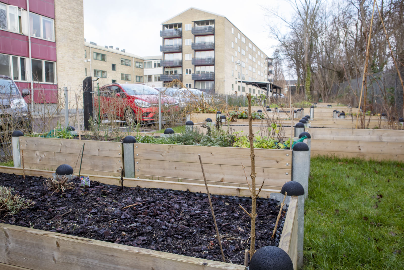 De populære nyttehaver i A/B Valbyparken